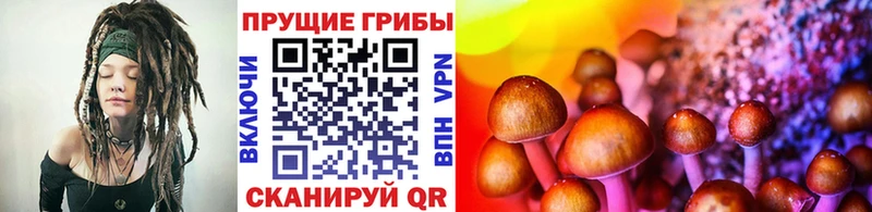 Псилоцибиновые грибы GOLDEN TEACHER где найти наркотики Мурино