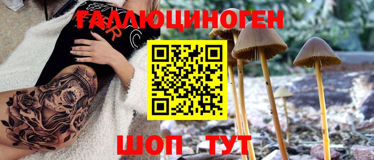 Псилоцибиновые грибы Psilocybine cubensis Мурино